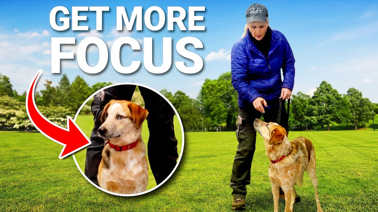 Why Your Dog is Losing Attention!