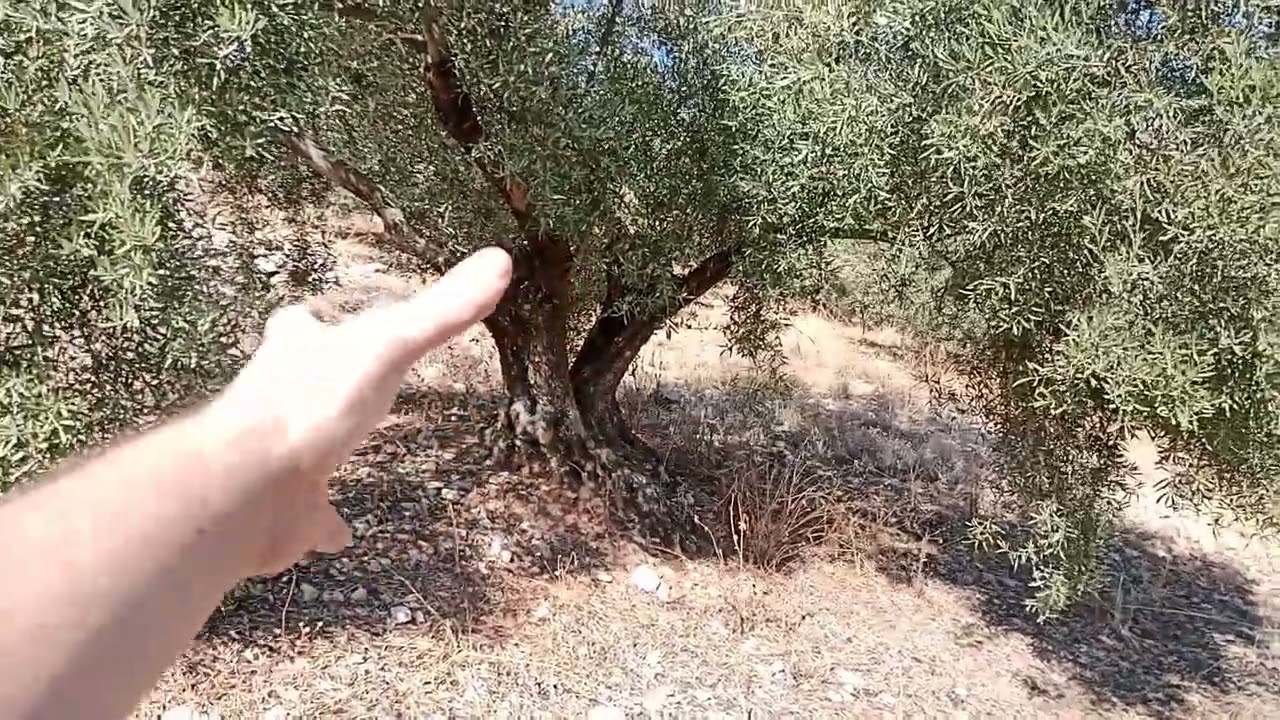 La lluvia no ha salvado la cosecha olivar.