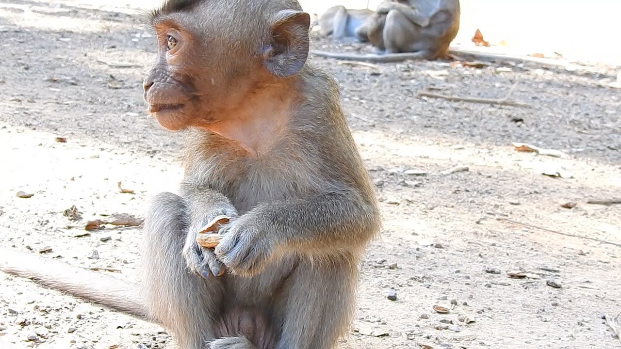 Look...lovely and pity poor baby Dodo | Dodo hungry, finding food on the ground