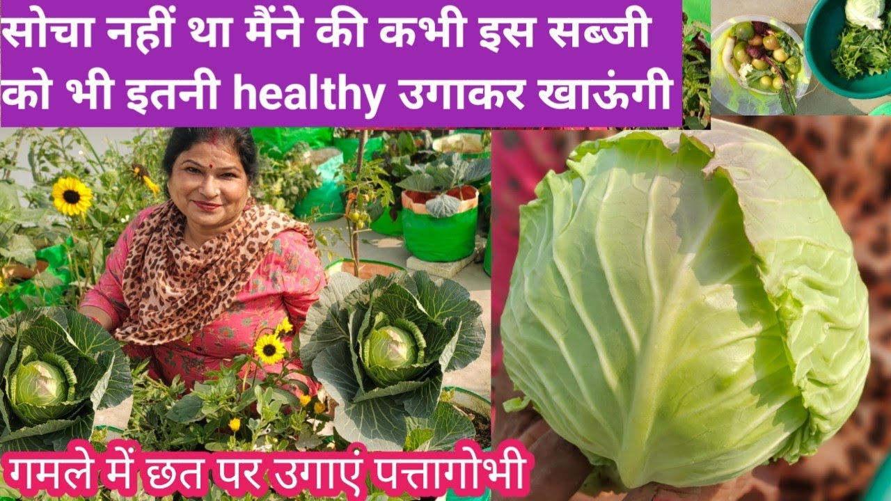 छत पर छोटे से पॉट में बड़ी ही आसानी से देशी पत्तागोभी उगाएं!Deshi Cabbage Easily Grow In Small Pot !