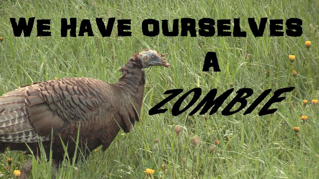Pennsylvania Turkey Hunt - We Called In A Zombie
