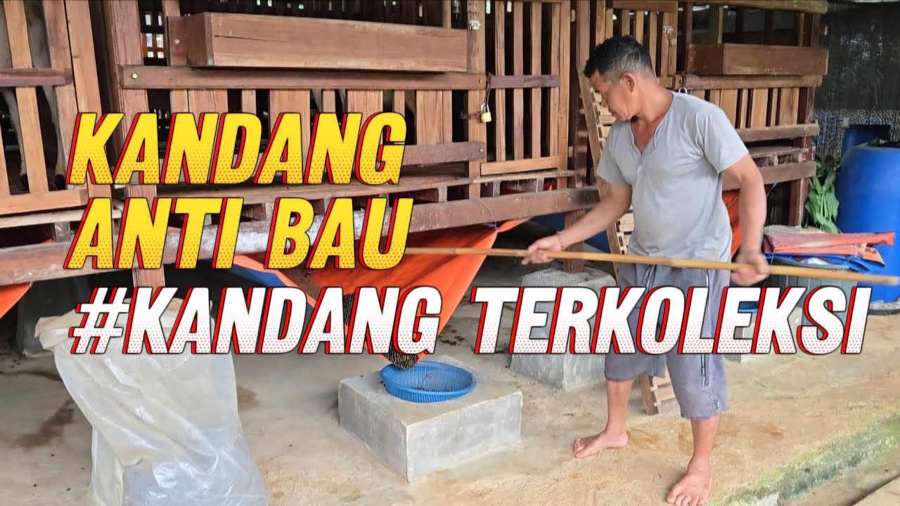 KANDANG ANTI BAU!!! Berikut tips atau cara agar kandang domba kita selalu bersih dan anti bau urin 