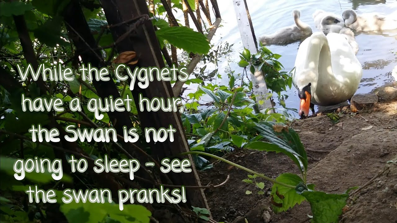 While the Cygnets have a quiet hour, the Swan is not going to sleep... (4K)
