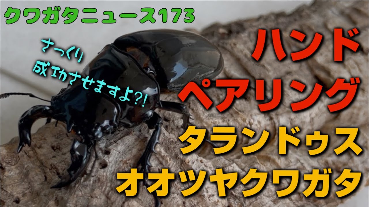 クワガタニュース173〜タランドゥスオオツヤクワガタのハンドペアリング！#クワガタ