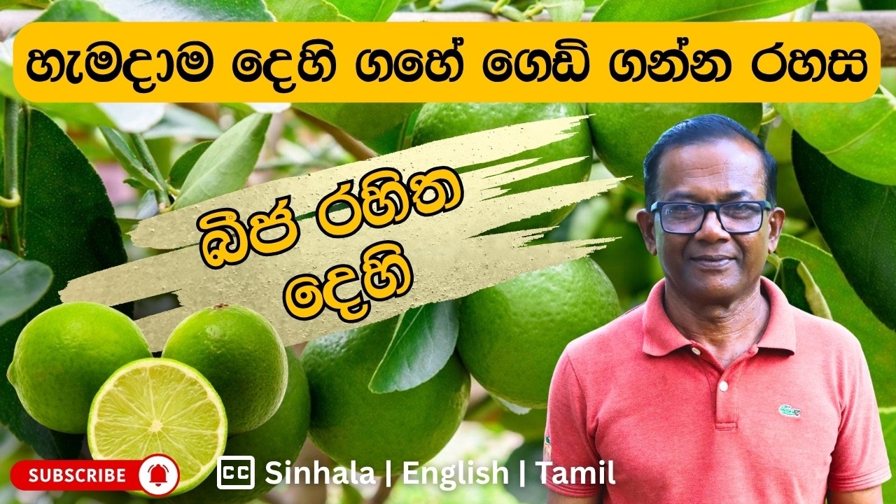 තාමත් කඩෙන් දෙහි ගන්නවද?| Seedless Lime | Ceylon Agri | Episode 470