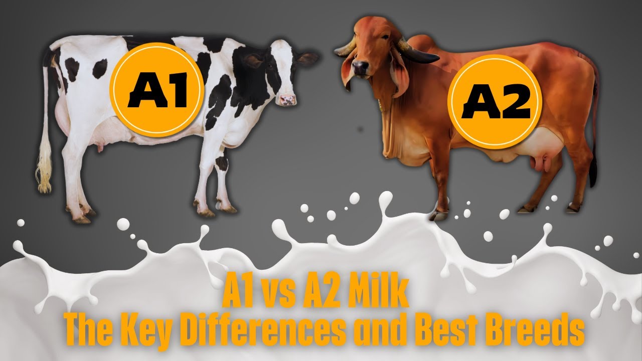 The Truth About A1 and A2 Milk | Health Impact & Ideal Dairy Breeds