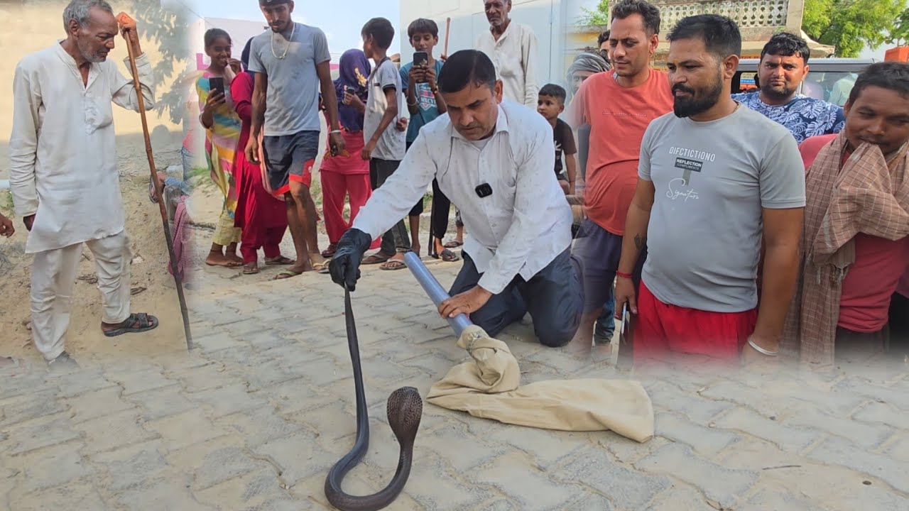 बैड पर सो रही लड़की के ऊपर से निकला कोबरा, परिवार सद*मे में///स्नेकमैन सतीश (फफड़ाना) -9255130130
