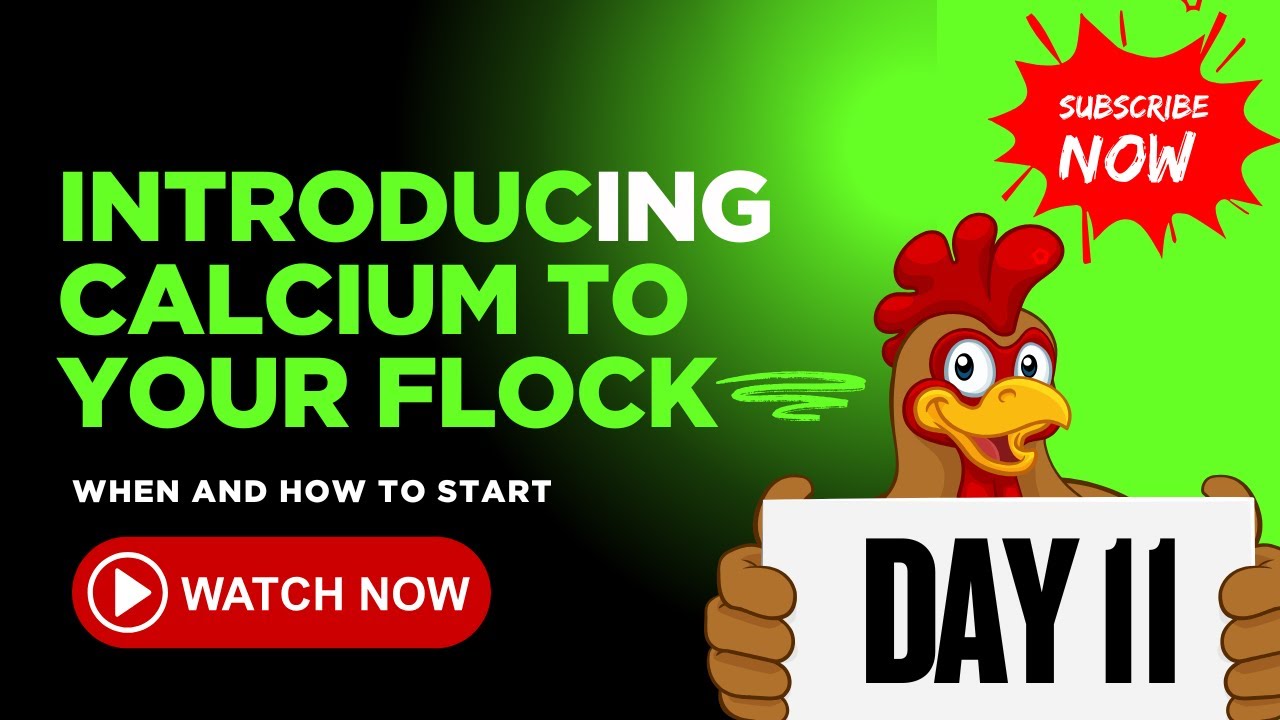 Broiler Farming Day 11 | Introducing Calcium to Your Flock – When & How to Start
