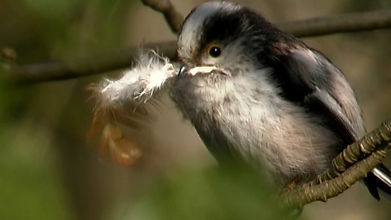 Schwanzmeisen (F_129)