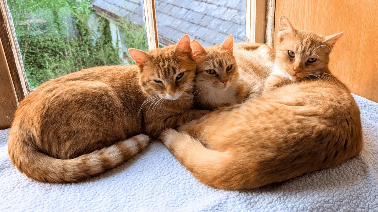 We Adopted 3 Orange Cats