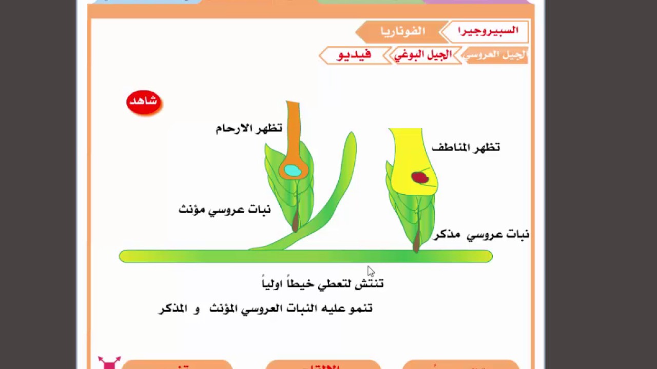 دورة حياة الفوناريا