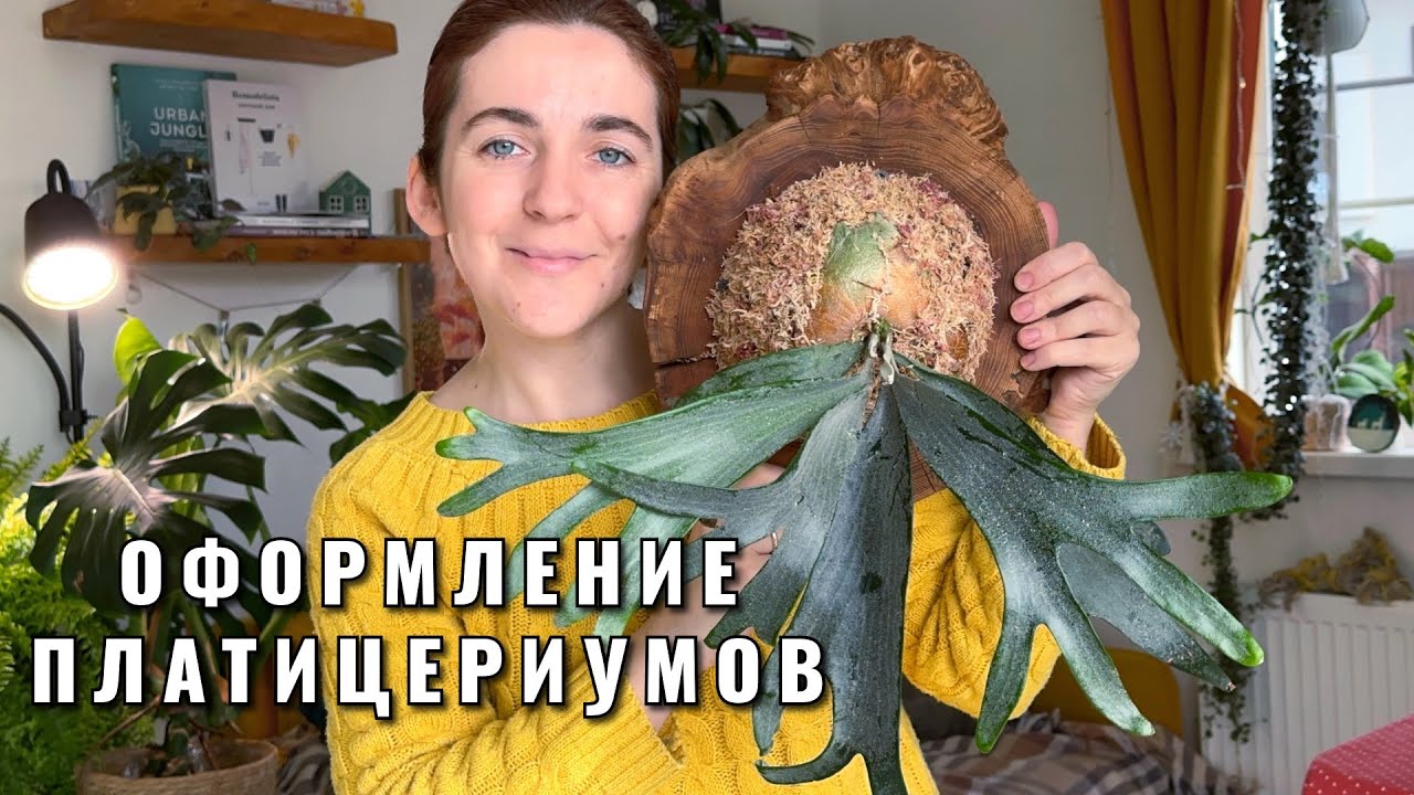 Оформление платицериумов на блок из дерева🫎