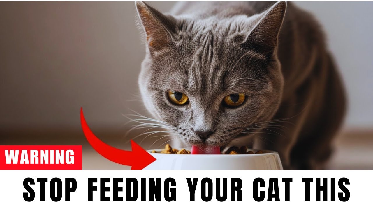 8 Cat Feeding Mistakes You Should NEVER Make (and the 2 That Actually Keep Cats Healthy)