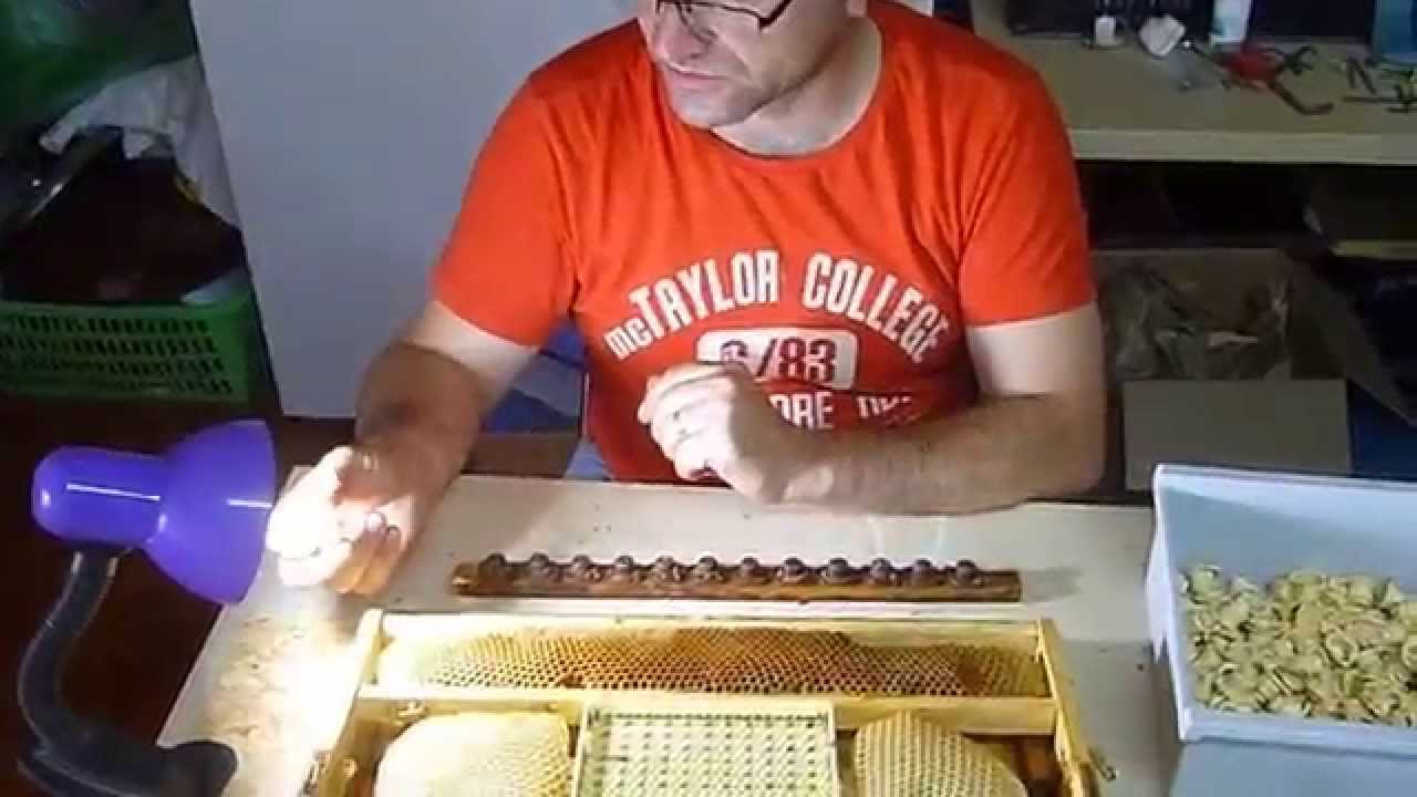 Cresterea Matcilor cu Cutia Nicot recoltare larve pt dubla trazvazare