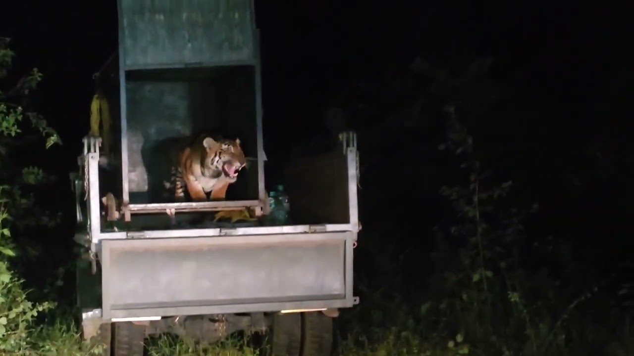 TN Forest Department  captured & translocated a tiger 🐅 🐯 in the Nilgiris | Amit Enviro Clips 🌱