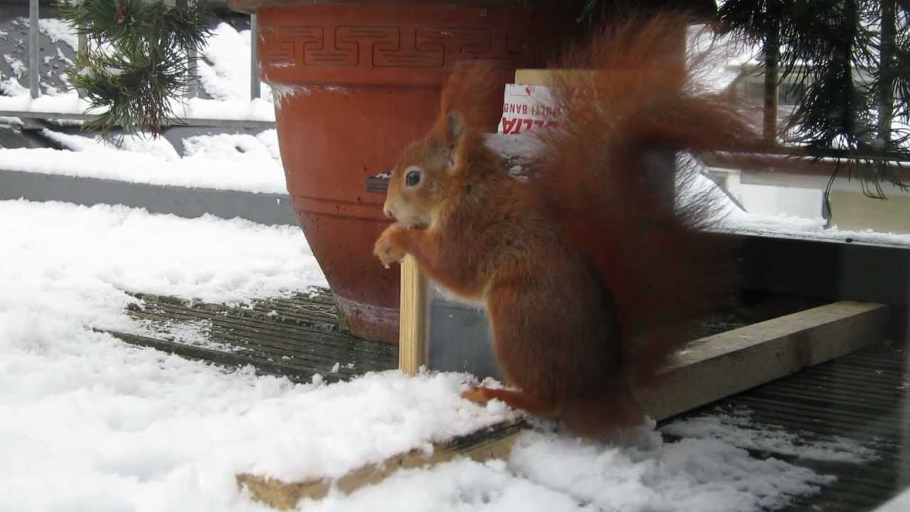 Verrückte Eichhörnchen im Schnee / Crazy red squirrels in the snow [HD]