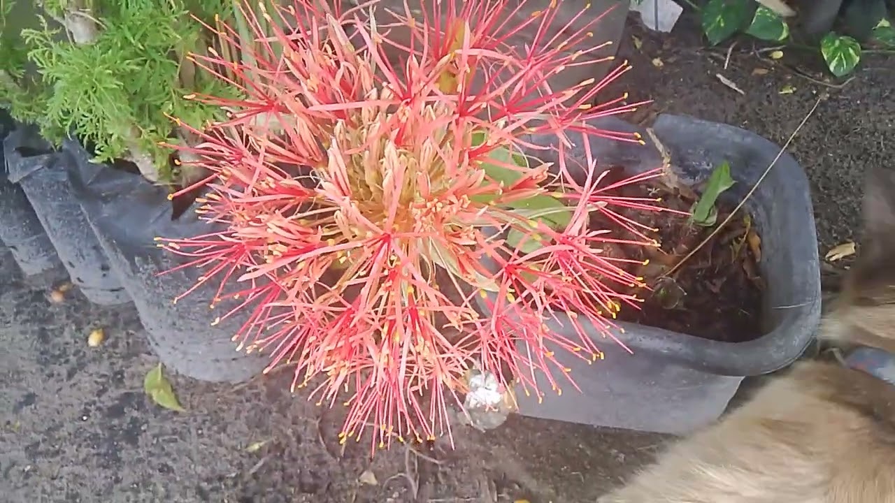 Que  planta e está  aqui 