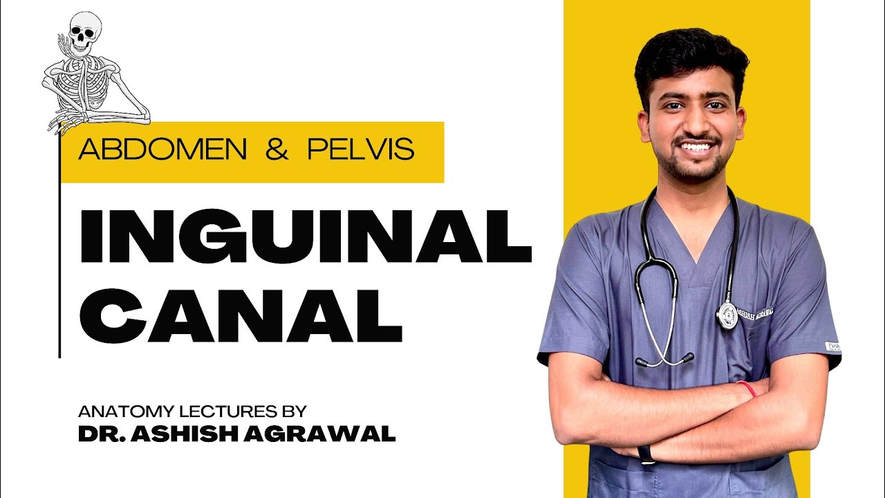 Inguinal Canal || Abdomen Anatomy || First Year MBBS || Anatomy Lectures by Ashish