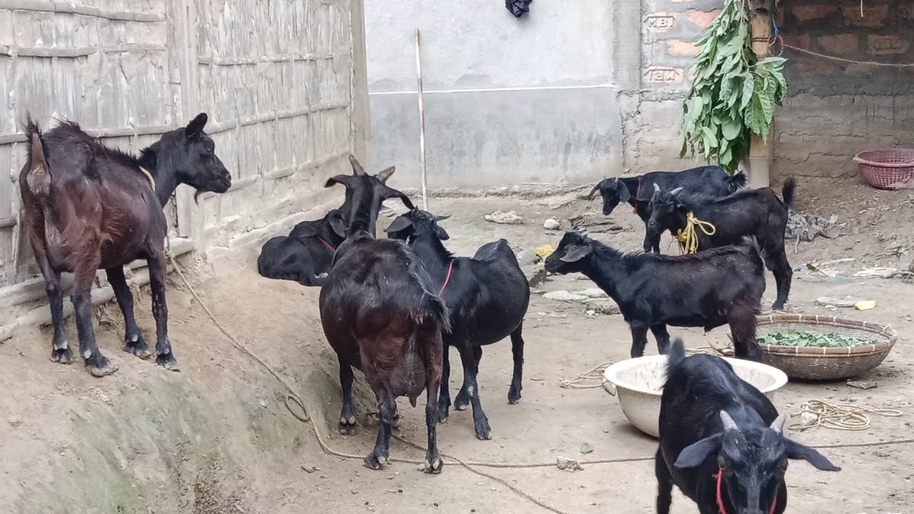 Best quality and most beautiful local goat in Assam//farming in Assam 🐐🐐