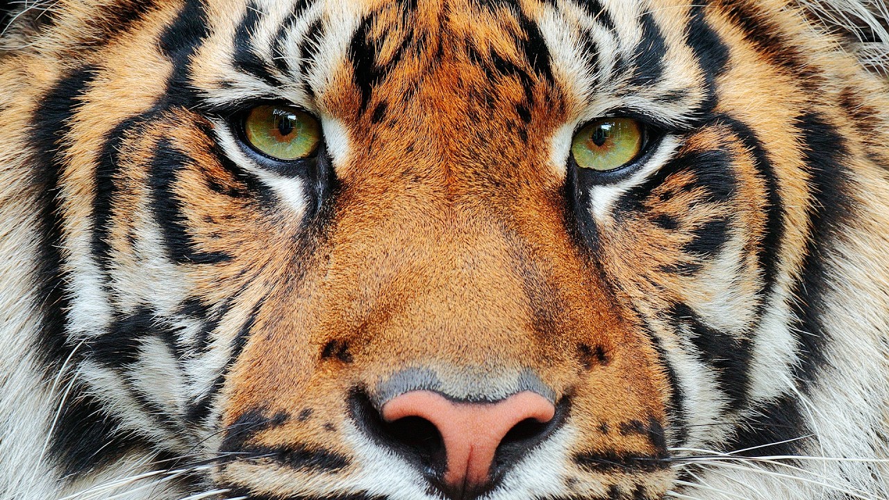 ジャングルの最大の秘密（4Kドキュメンタリー）