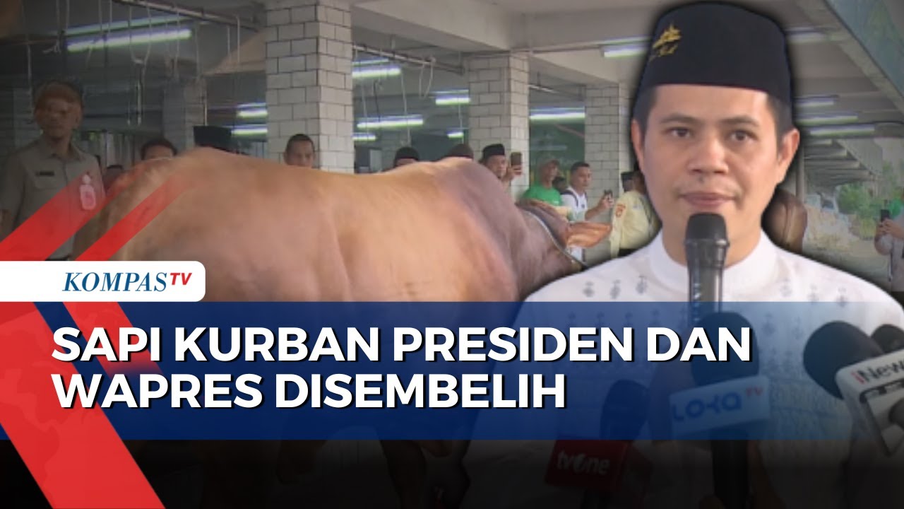 Penyembelihan Sapi Kurban Presiden Prabowo & Wapres Gibran, Daging untuk Anak Yatim & Warga Solo