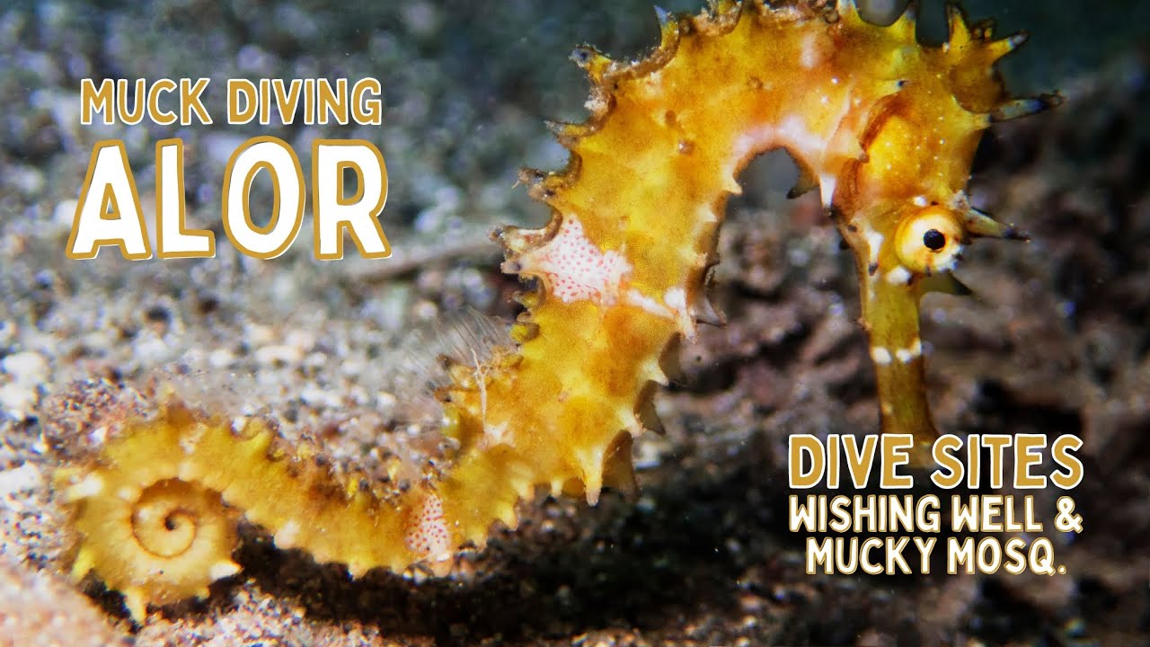 Muck Diving Alor - Wishing Well & Mucky Mosq. #alor #scubadiving