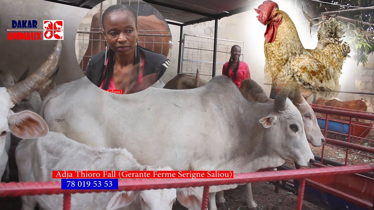Elle démarre son élevage avec 4 poulets locaux, découvrez le résultat au bout d'un an