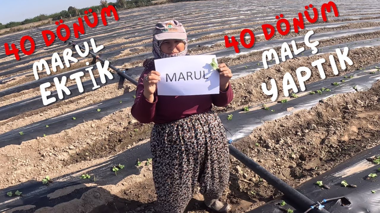 40 DÖNÜM MALÇLAMA YAPTIK MARUL EKTİK