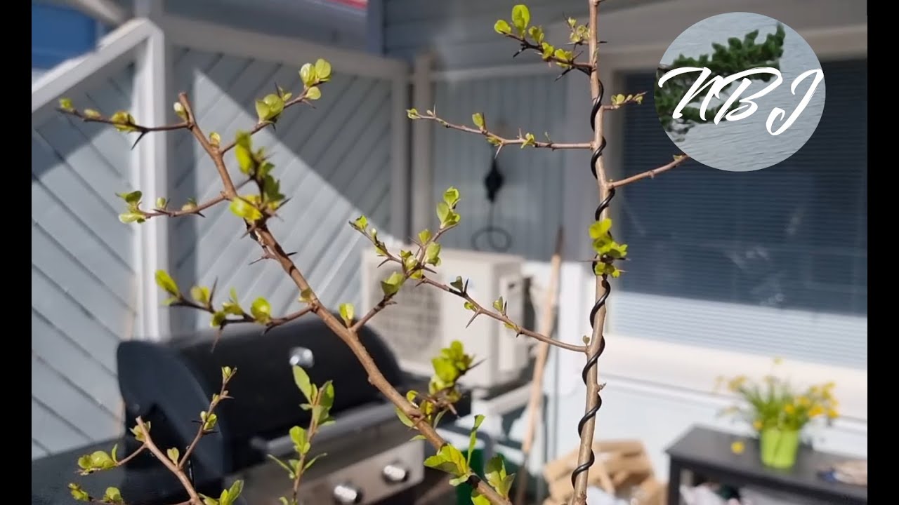 Flowering Quince Bonsai