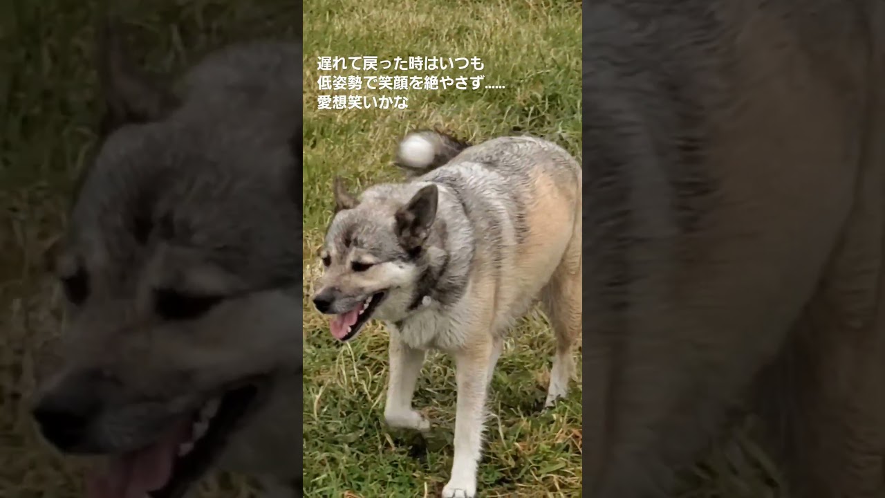 「走っておいで」と言うと、小走りになるシーバ