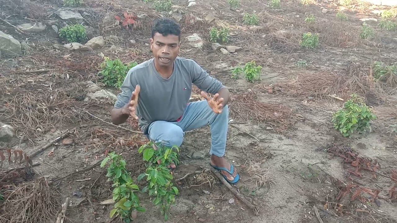 කුරුදු වවන්න හිතන් ඉන්න මහත්වරු අනිවාර්යයෙන් මේ විඩියෝව බලන්න