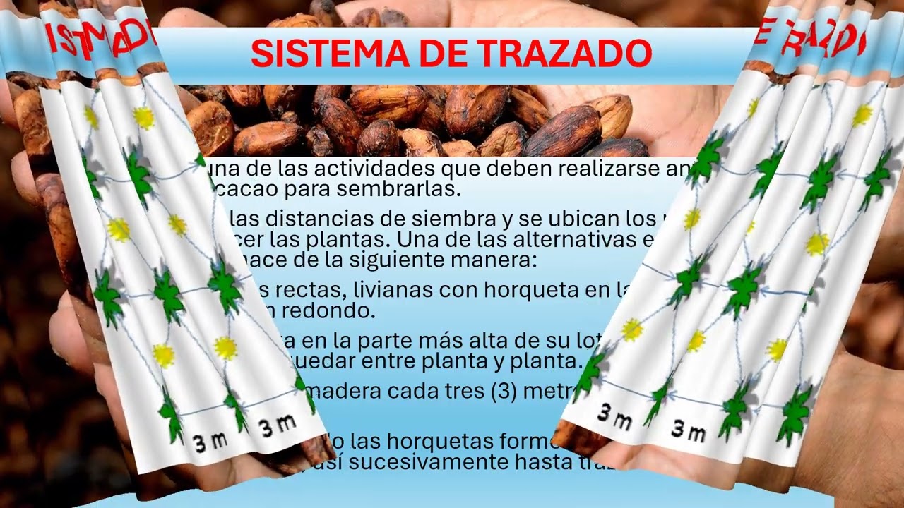 VIDEO cultivo de cacao