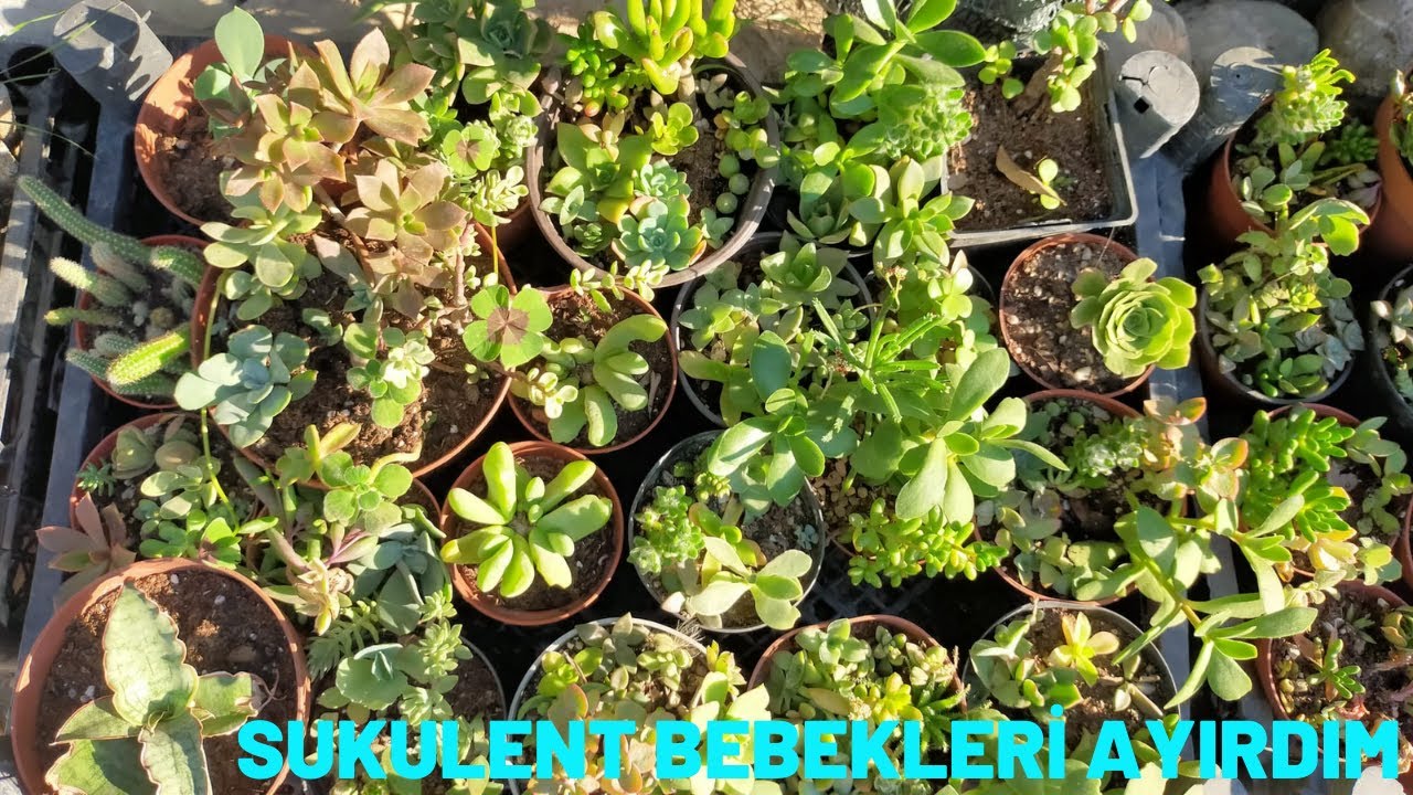 Sukulent bebekleri Ayırdım/Satış için Mini Arajmanlar Yaptım