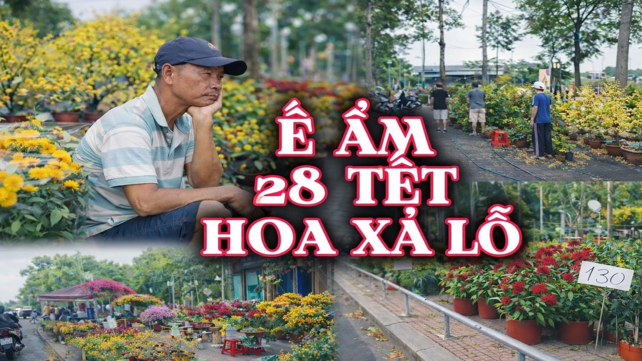 Ế ẨM, người bán MẤT TẾT  hoa mai xổ rẻ từ 400k còn 100k chợ hoa Gia Định #saigon