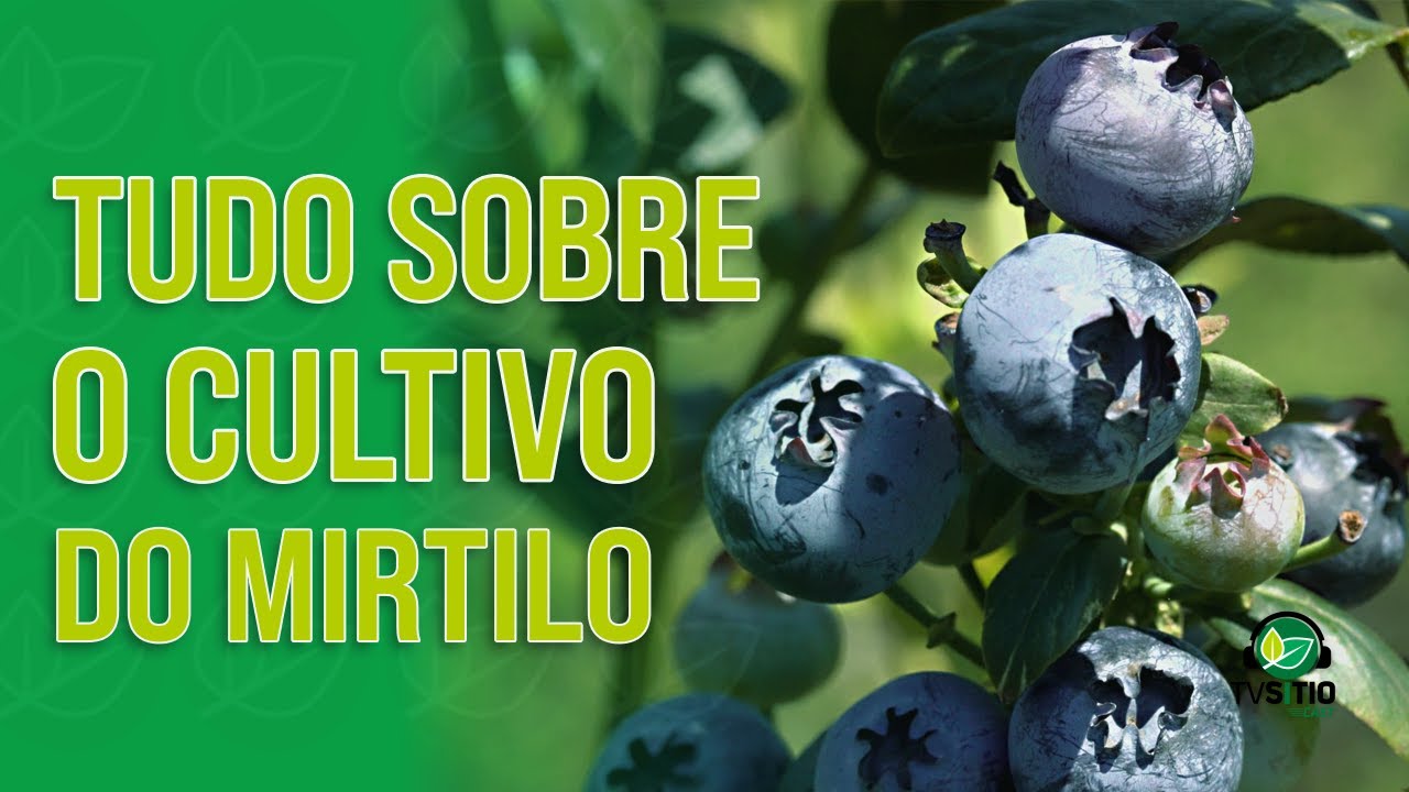 Como plantar mirtilo (Blue Berry)