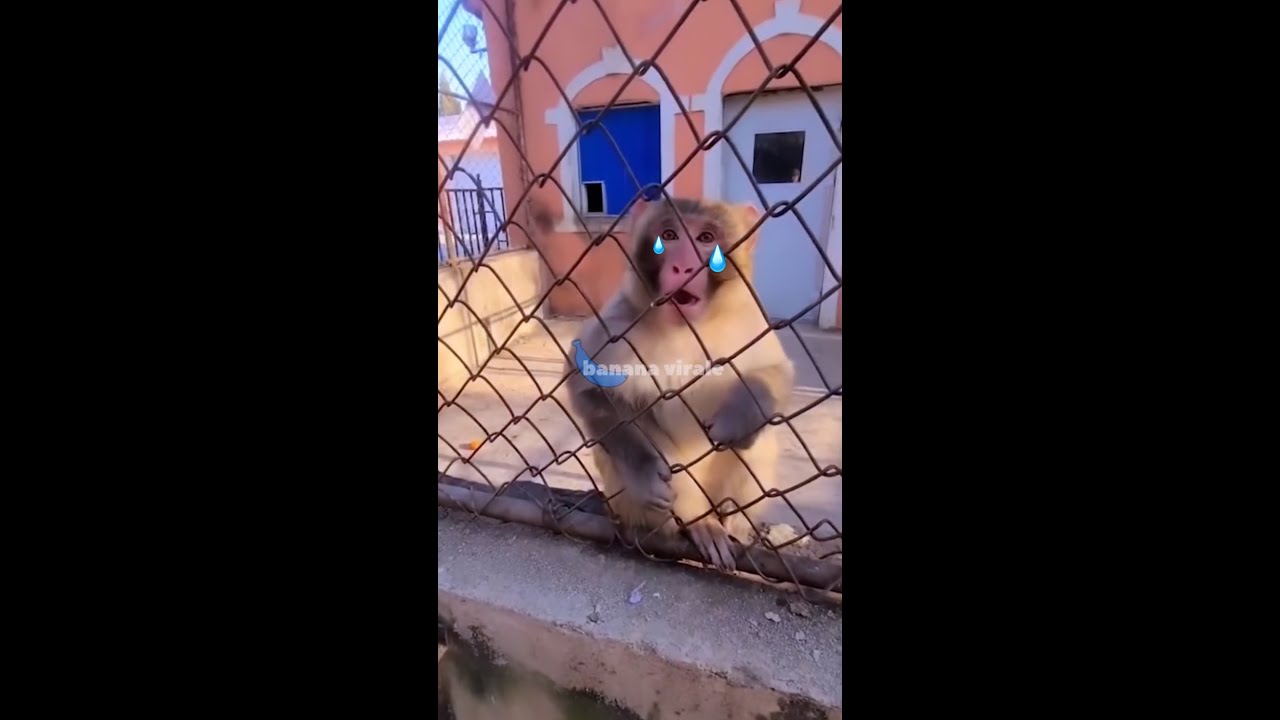 cos&lsquo;hanno preso la lucertola e quel gatto? 👀 #reelsitalia #randomvideos #divertente #animali