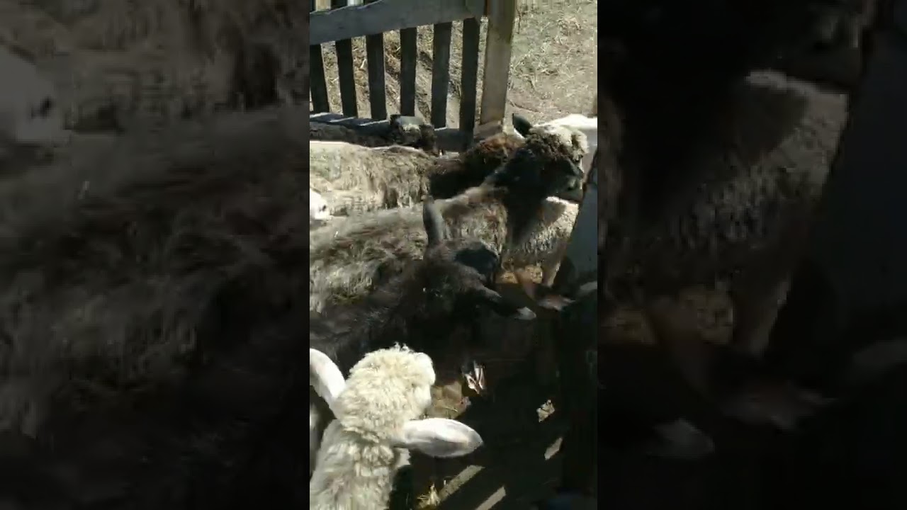 На пасовище/пасовище/з пасовища/