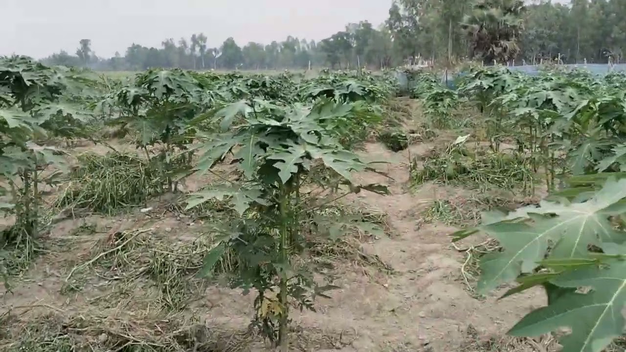 পেঁপে গাছ  দুই মাস বয়স (Papaya tree is two months old)