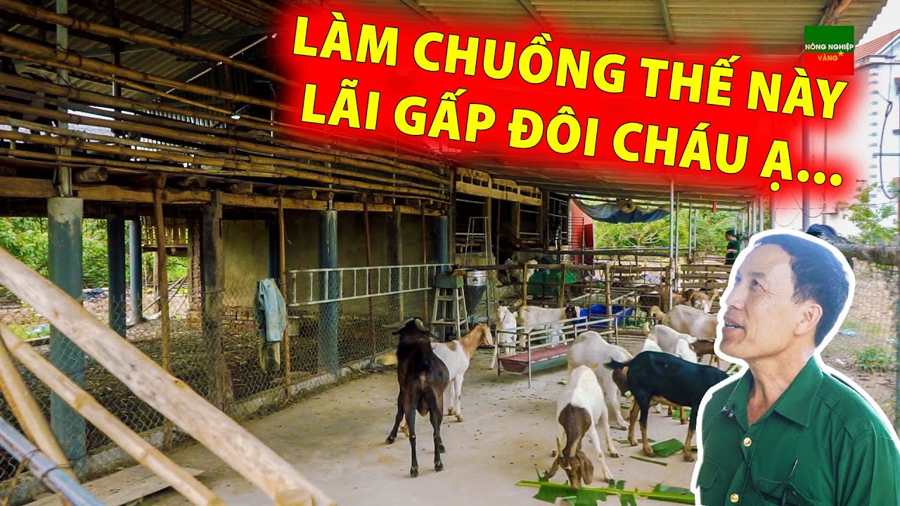 LÃO NÔNG BẮC GIANG CHIA SẺ CÁCH LÀM CHUỒNG NUÔI DÊ SIÊU HIỆU QUẢ  - NHÂN ĐÔI THU NHẬP