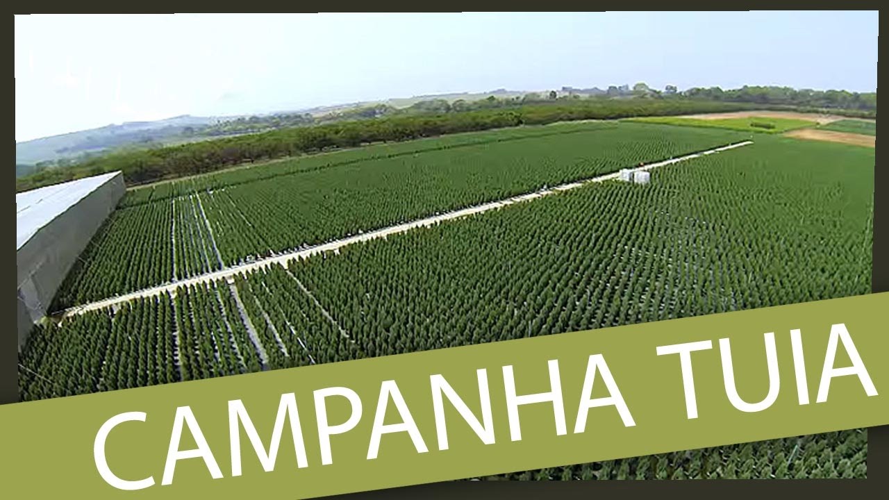 Campanha Tuias Terra Viva