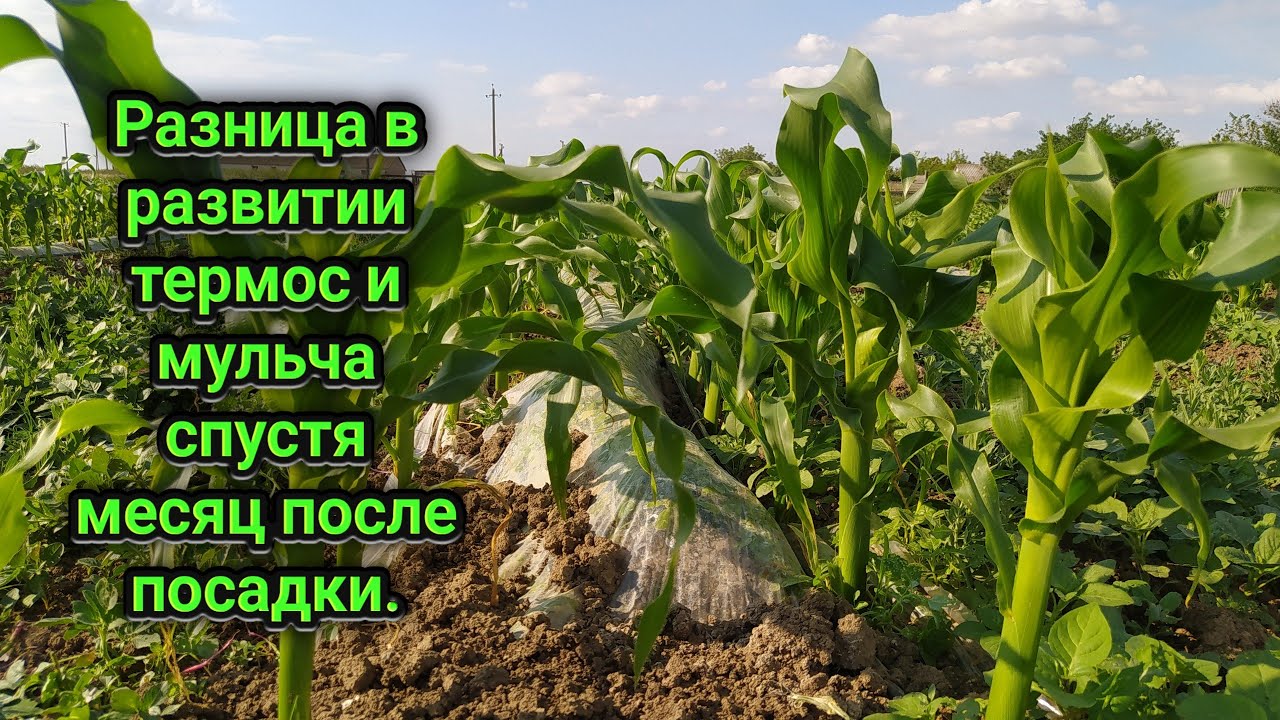 Разница в развитии кукурузы мульча и термос. Месяц кукурузе.