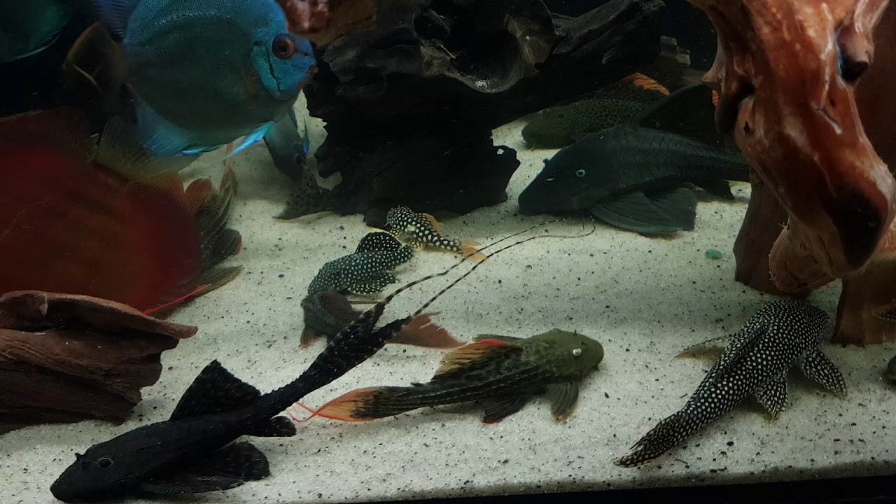 Pleco l25..l24..l14..l273..l137..L172..l600..L27C..L27D..L200..L128..L82..LDA33..Blue eyed.