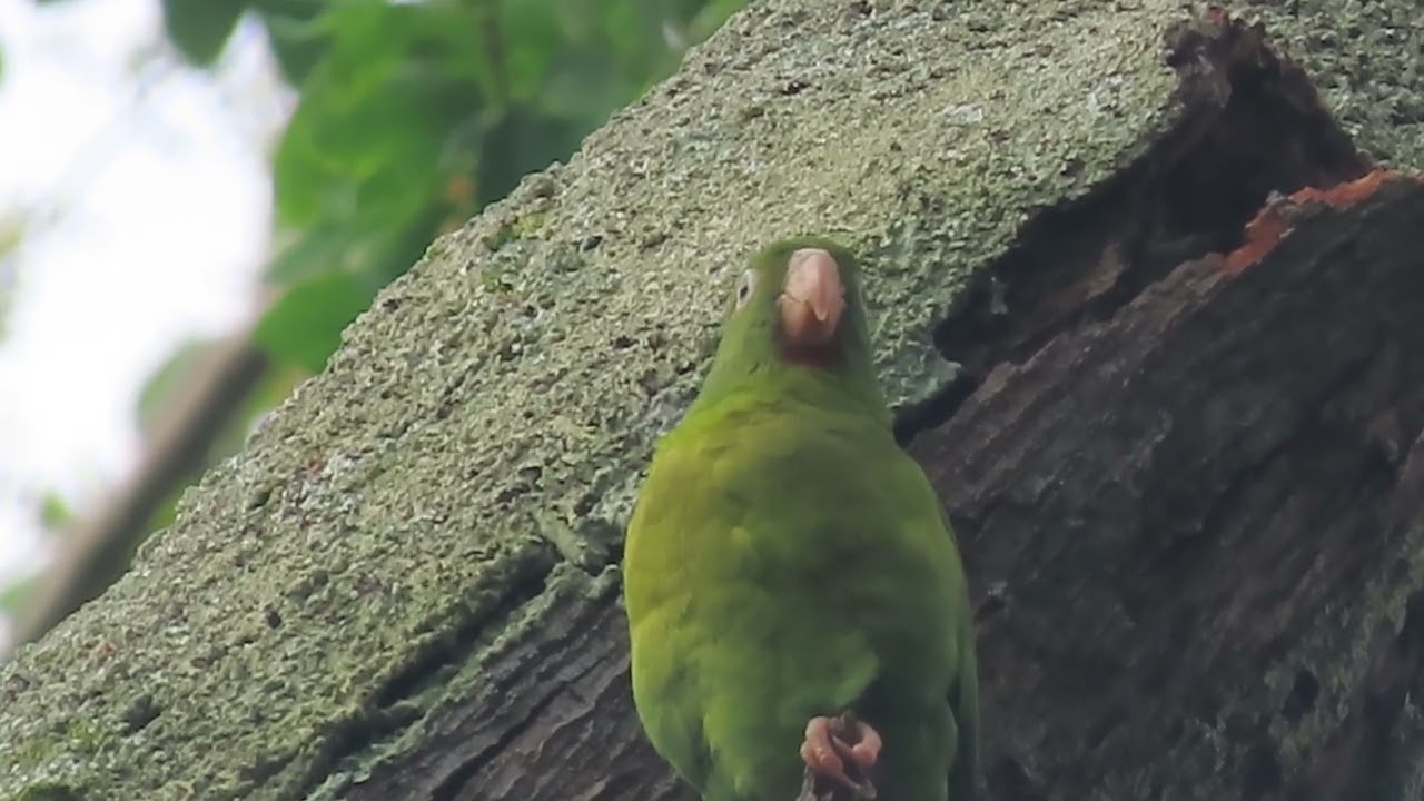 Sonidos de pericos barbinaranjas 