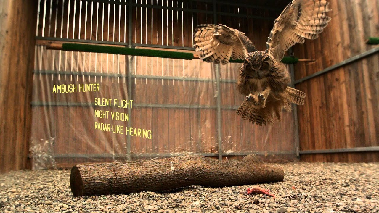 WATCH: World's Largest Owl in Super Slow Motion