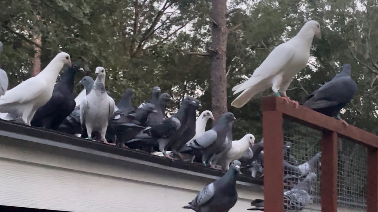 loading the racing pigeons and going on a training toss in the evening.
