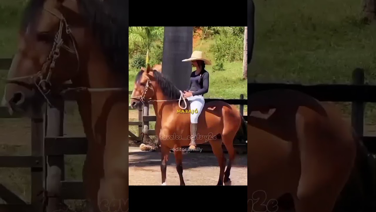 Mangalarga música é o búfalo do marajó pra quem pediu