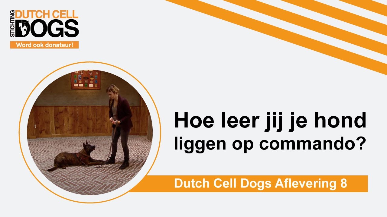 Stichting Dutch Cell Dogs - Hond leren liggen