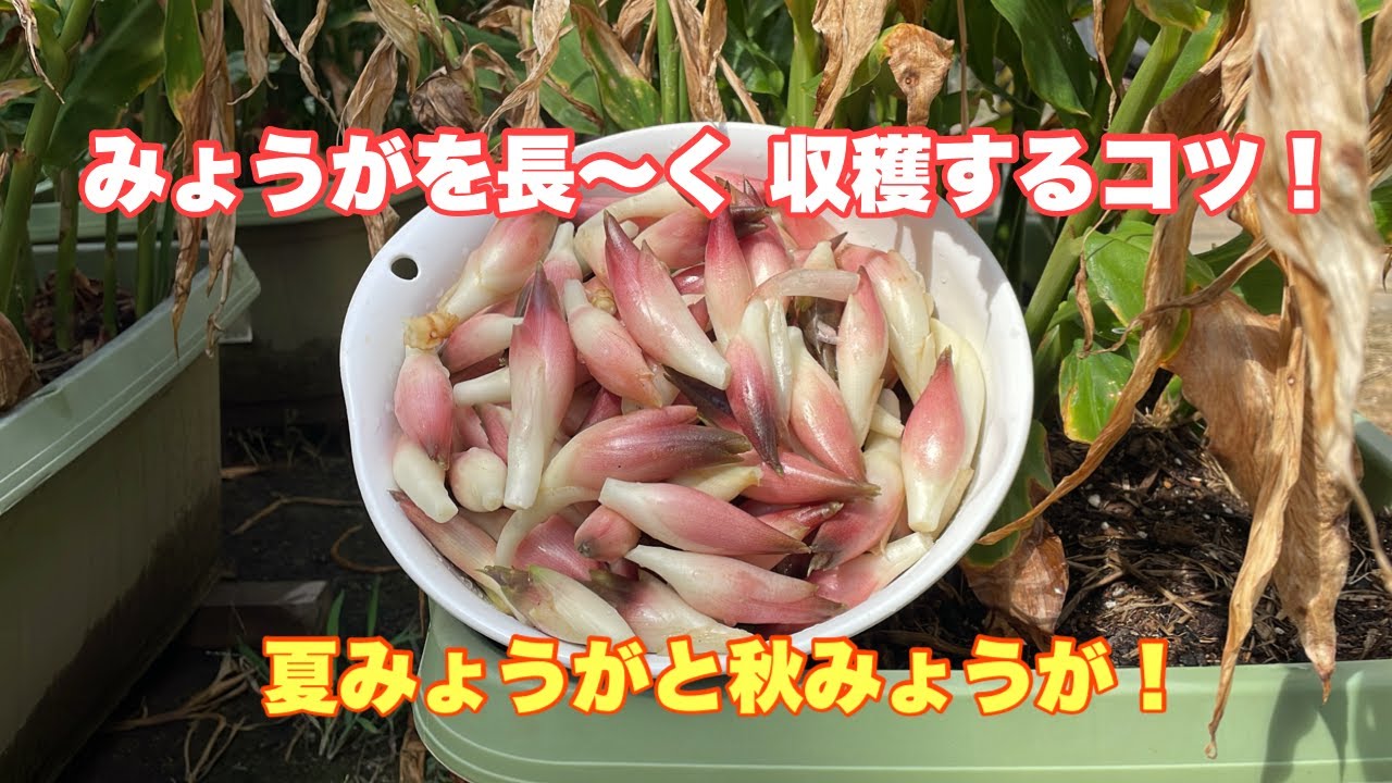 みょうがを長〜く 収穫する方法を教えます！苗みょうがの選別からプランターの土作りから植え付け！
