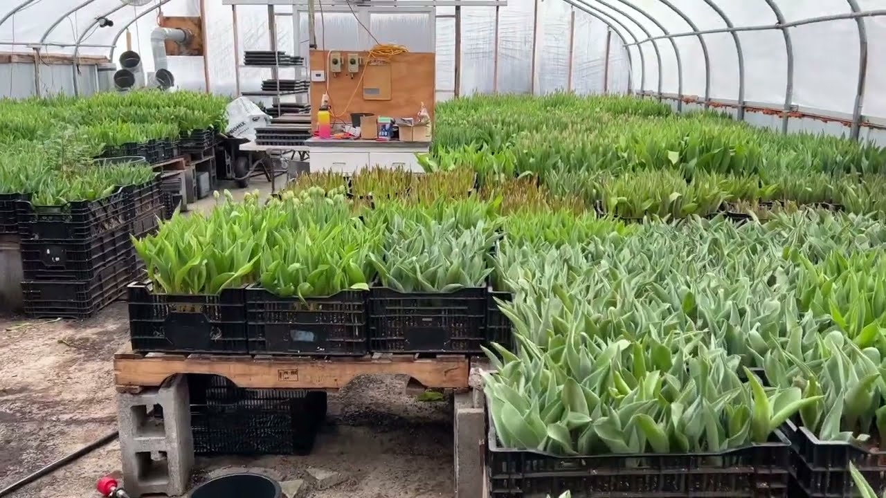 New perennial field and a peek into all the greenhouses