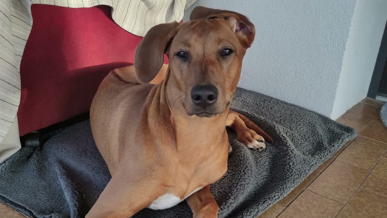IRIS | Rhodesian Ridgeback | Avery Abbas Fayola